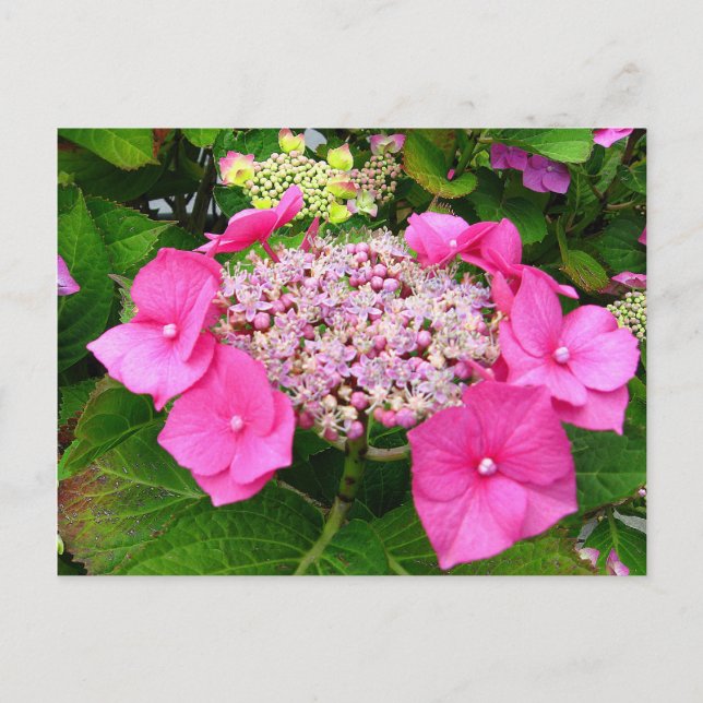 Cartão Postal Lacecap Hydrangea Postcard (Frente)