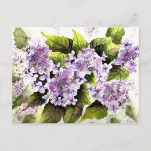 Cartão Postal Lacecap Hydrangeas
