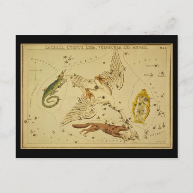 Cartão Postal Lacerta, Cygnus, Lyra, Vulpecula e Anser (Frente)