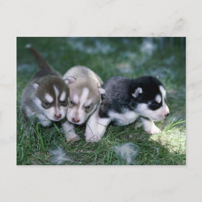 Cartão Postal Lacunas Siberianas Husky, 3 semanas (Frente)