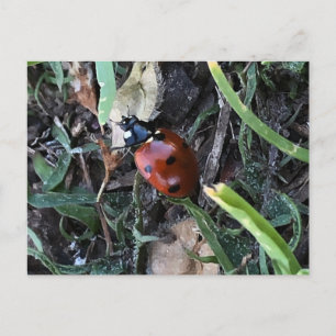 Cartão Postal Lady Bug