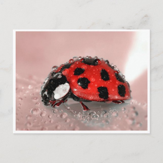 Cartão Postal Lady Bug (Frente)