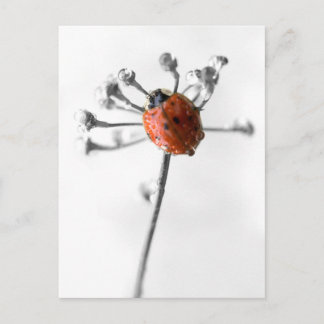 Cartão Postal Lady Bug em Dill Flower com Dew
