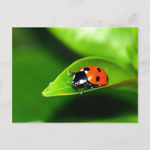 Cartão Postal Lady Bug Em Uma Folha