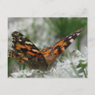 Cartão Postal Lady Butterfly Pintada