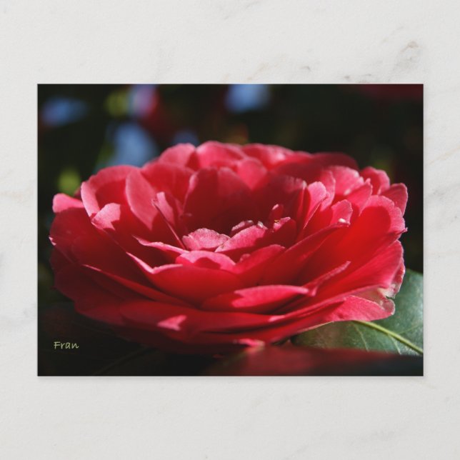 Cartão Postal Lady Camellia (Frente)