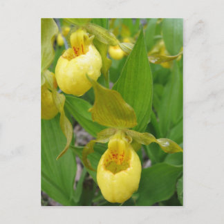 Cartão Postal Lady Slipper