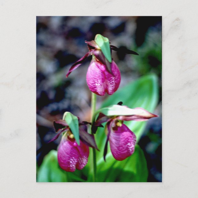 Cartão Postal Lady Slipper I, Delícia de Jardim Verde Rosa (Frente)