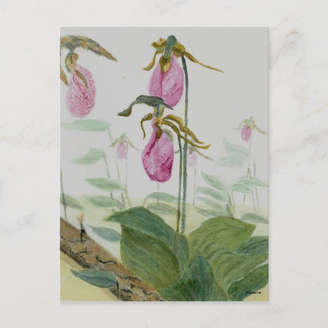 Cartão Postal Lady Slippers (Frente)