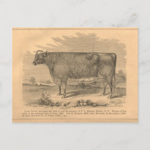 Cartão Postal Lady Susan, Primeira Vaca do Prêmio em Utica, 1863