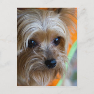 Cartão Postal Lady Yorkshire Terrier Puppy