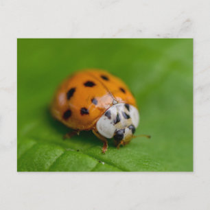 Cartão Postal Ladybird