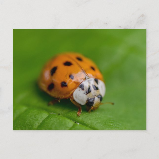 Cartão Postal Ladybird (Frente)