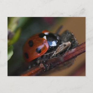 Cartão Postal Ladybird