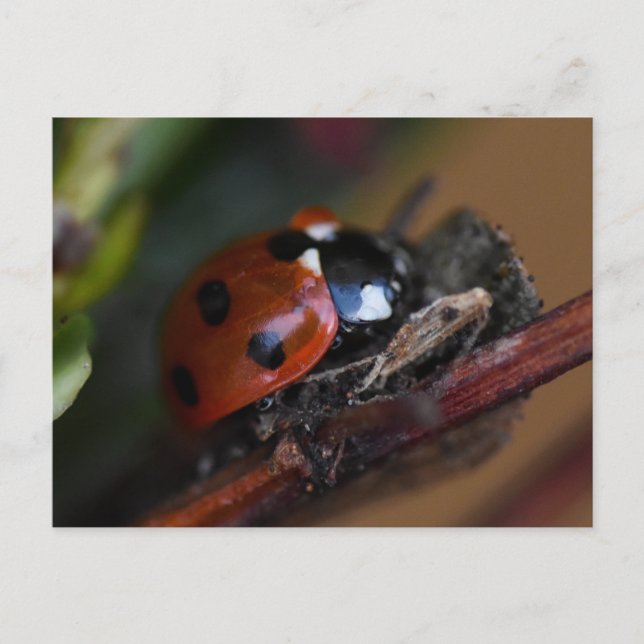 Cartão Postal Ladybird (Frente)