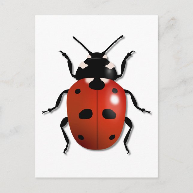 Cartão Postal Ladybird (Frente)