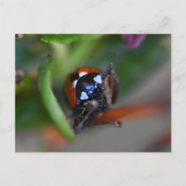 Cartão Postal Ladybird