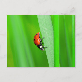 Cartão Postal Ladybird