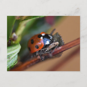 Cartão Postal Ladybird