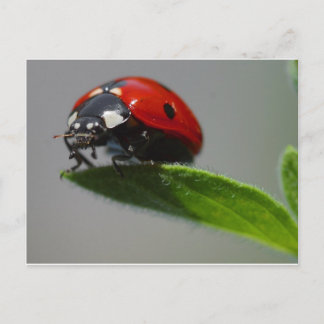 Cartão Postal Ladybird
