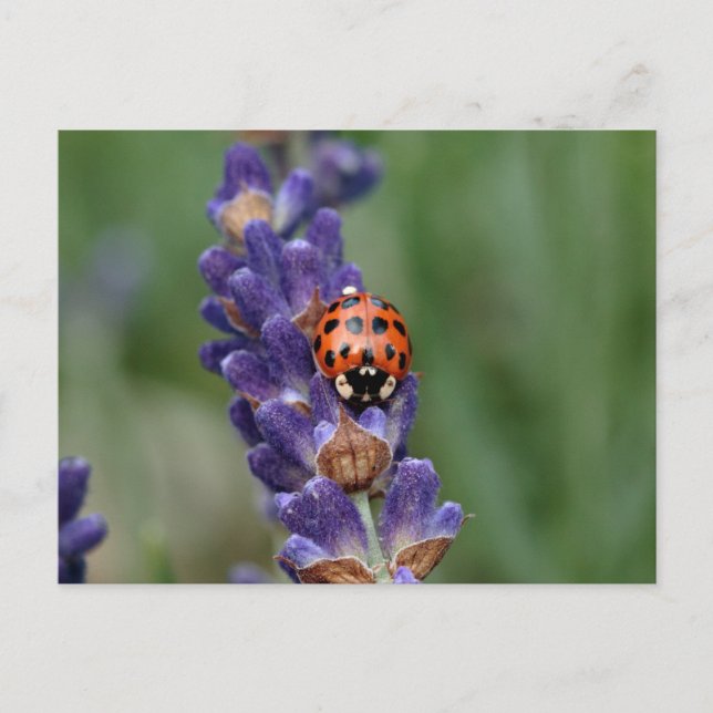 Cartão Postal Ladybird ama lavanda (Frente)