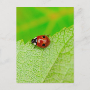 Cartão Postal Ladybird atravessando uma folha