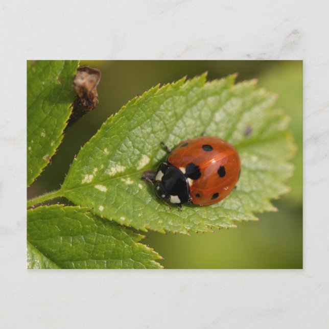 Cartão Postal Ladybird de sete pontos (Frente)