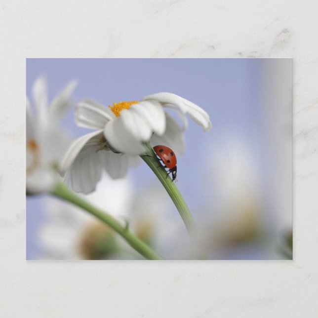 Cartão Postal Ladybird em flor (Frente)