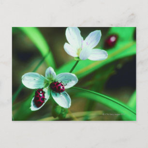 Cartão Postal Ladybug