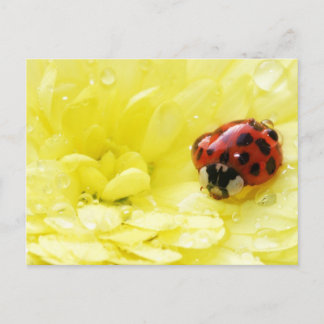Cartão Postal Ladybug