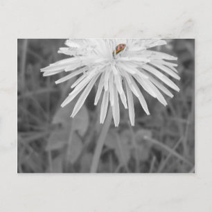 Cartão Postal LadyBug