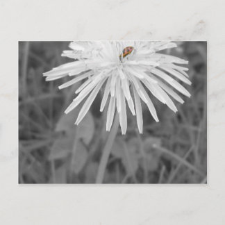 Cartão Postal LadyBug