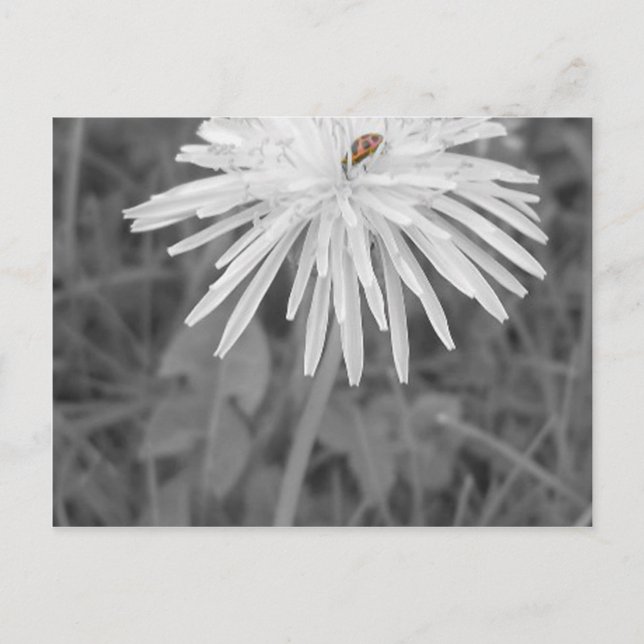 Cartão Postal LadyBug (Frente)