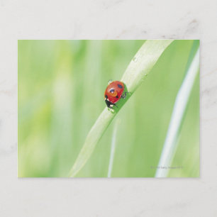 Cartão Postal Ladybug