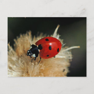 Cartão postal Ladybug