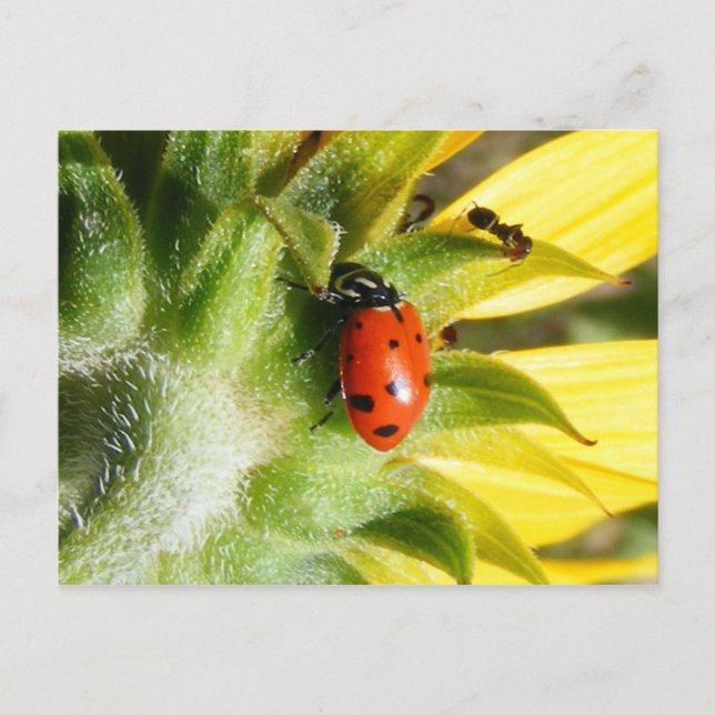 Cartão Postal Ladybug & Ant (Frente)