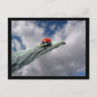 Cartão Postal Ladybug Calm Antes do Cartaz de Tempestade