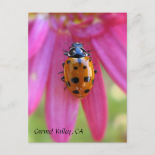 Cartão Postal Ladybug Carmel Valley, CA Postcard
