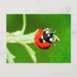 Cartão Postal Ladybug com folhas verdes postais