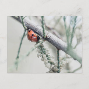 Cartão Postal ladybug com gotícula em um galho