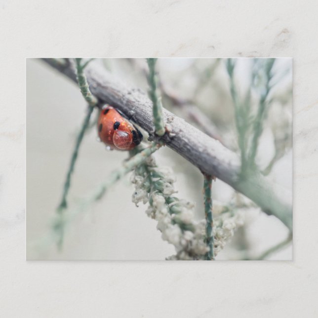 Cartão Postal ladybug com gotícula em um galho (Frente)