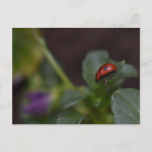 Cartão Postal Ladybug em Flores