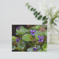 Ladybug em Flores de Violeta Doce