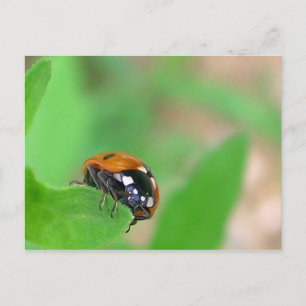 Cartão Postal Ladybug na borda