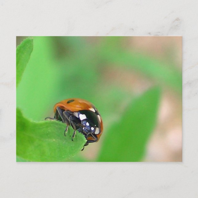 Cartão Postal Ladybug na borda (Frente)