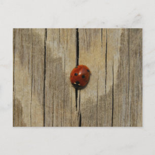 Cartão Postal Ladybug na madeira