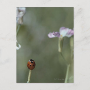 Cartão Postal Ladybug no Stem