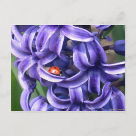 Cartão Postal Ladybug On Hyacinth