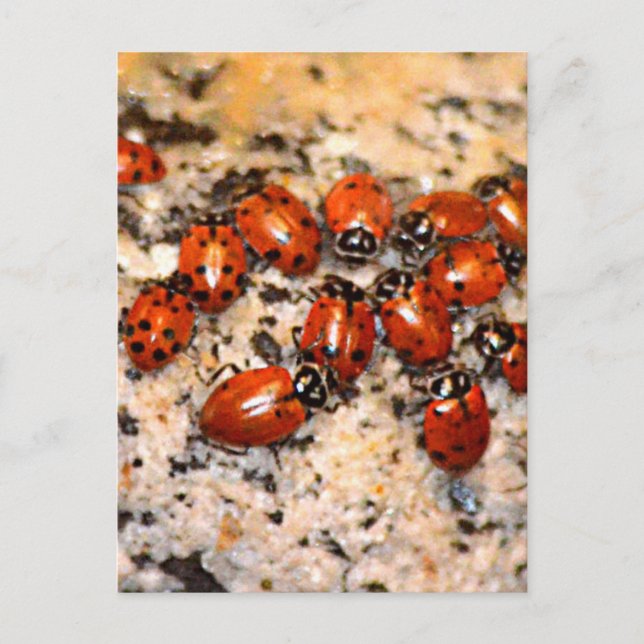 Cartão Postal Ladybugs (Frente)