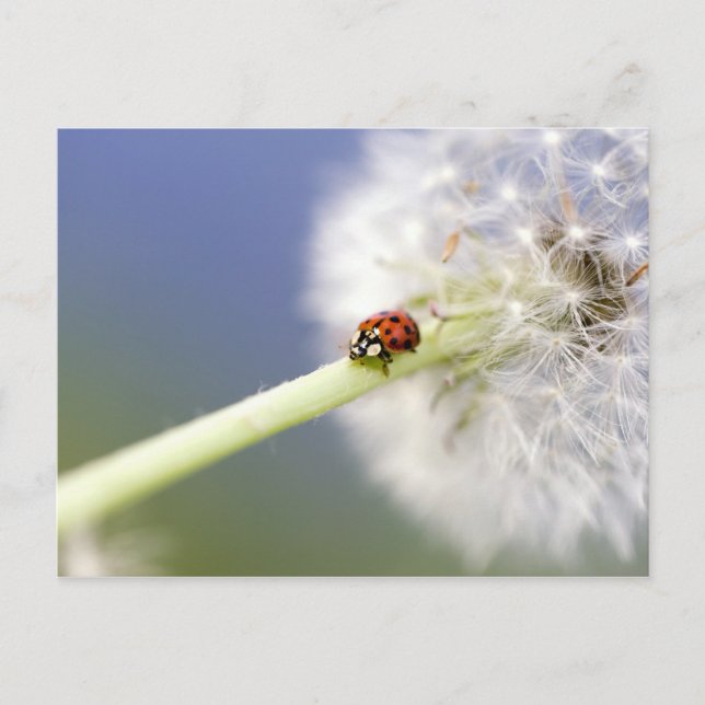 Cartão Postal Ladybugs & Dandelion (Frente)